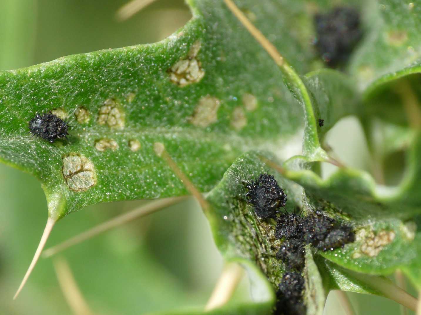 Cassida deflorata in riproduzione